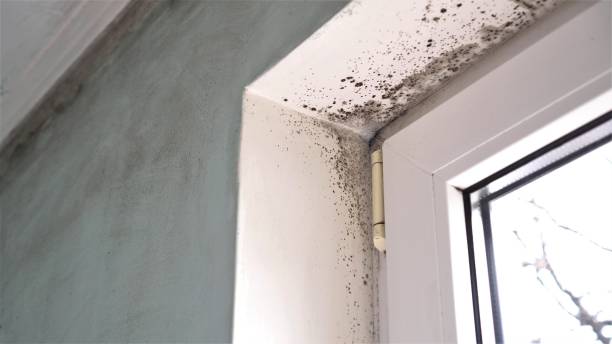 Best Mold Testing  in Passapatanzy, VA