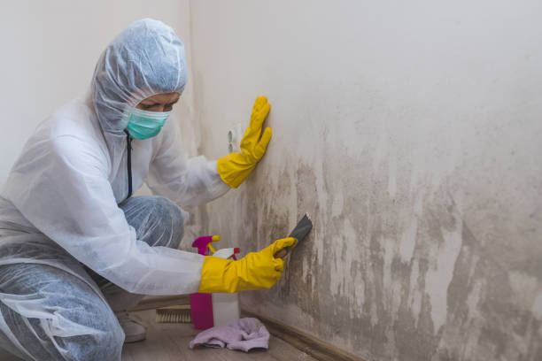 Best Mold Removal Near Me  in Passapatanzy, VA