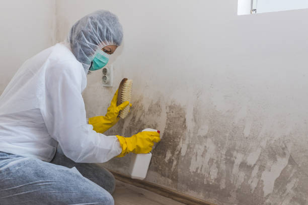 Best Same-Day Mold Removal  in Passapatanzy, VA
