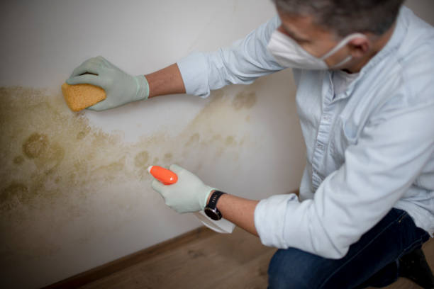 Mold Removal Process in Passapatanzy, VA