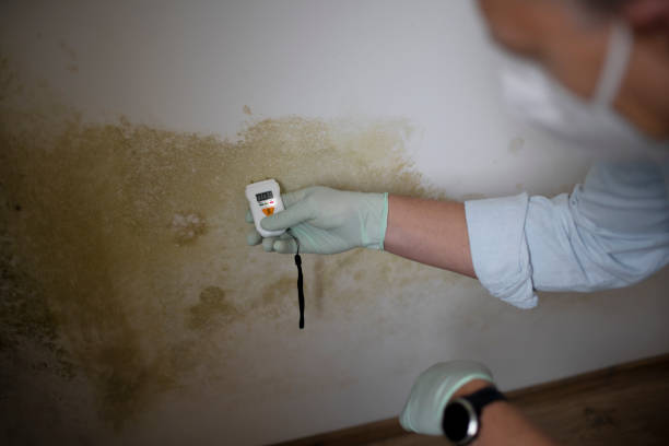 Best Mold Remediation Experts  in Passapatanzy, VA