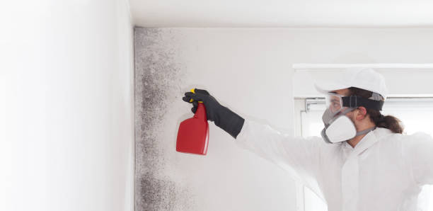 Best Home Mold Removal  in Passapatanzy, VA
