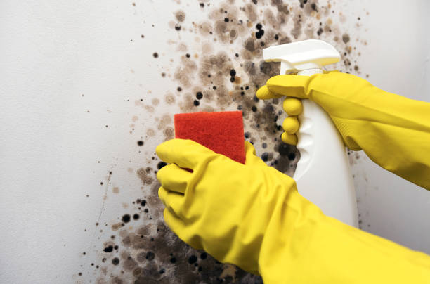 Passapatanzy, VA Mold Removal Company