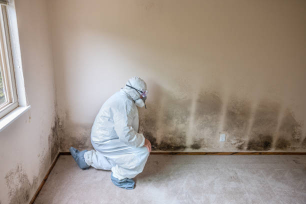 Best Same-Day Mold Removal  in Passapatanzy, VA