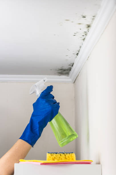 Best Mold Damage Repair  in Passapatanzy, VA
