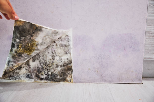 Best Fast Mold Removal  in Passapatanzy, VA